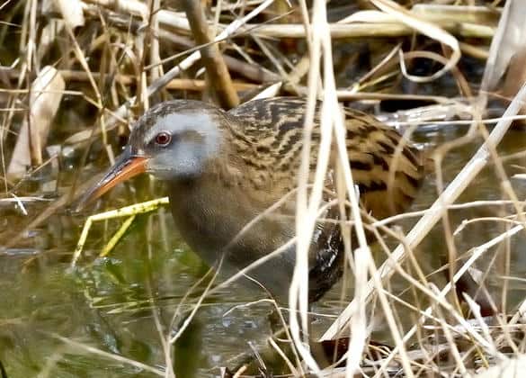 動物図鑑・クイナ